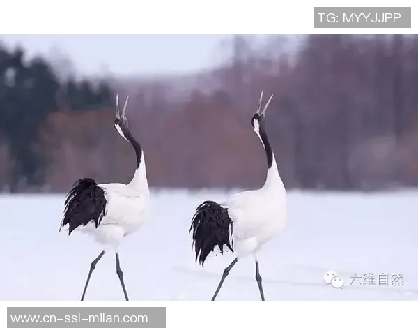 老鹰与鹈鹄对决前瞻分析及胜负预测探讨